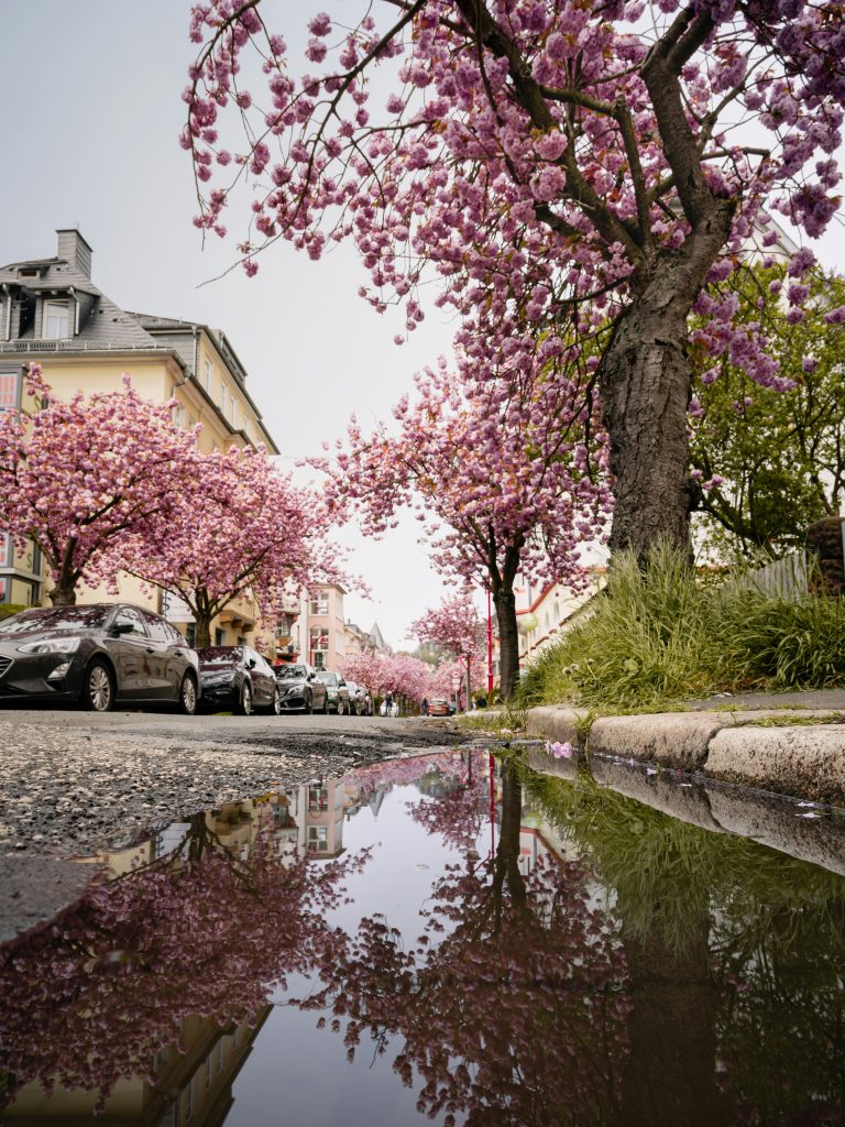philip-jahn-mbb-YwHEUHE-unsplash Die Stresemannstraße in Marburg. Kirschblüten spiegeln sich in einer Pfütze.